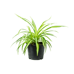 Chlorophytum comosum