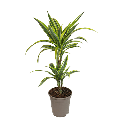 Dracaena