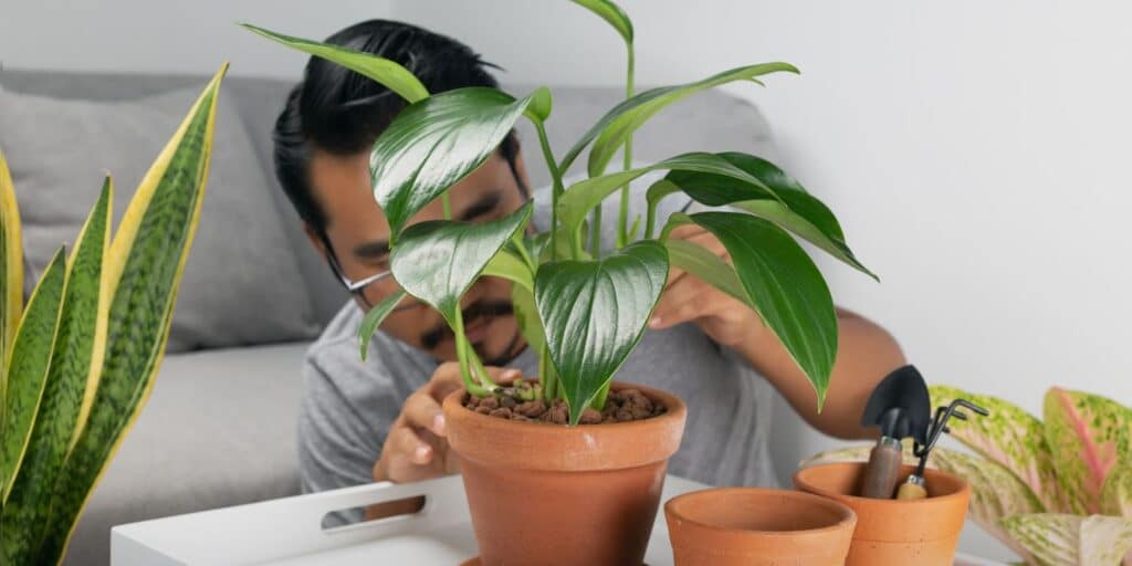 plantes d'intérieurs purificatrices d'air